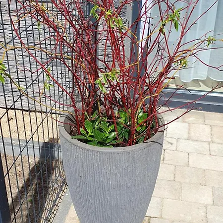 Appartement W Sercu Sosnowki *