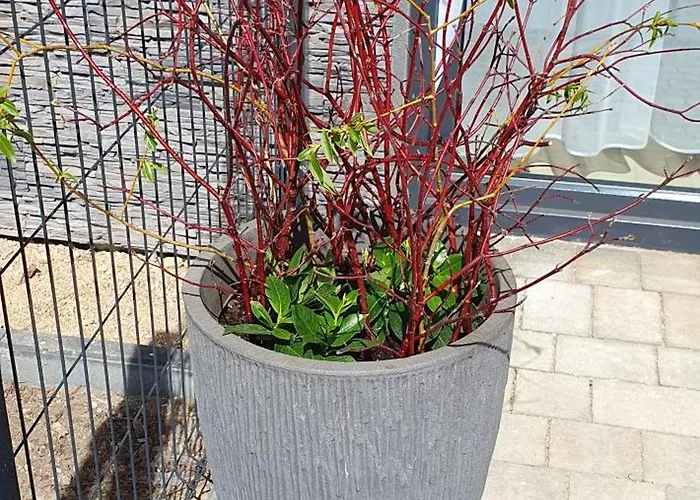 Lejlighed W Sercu Sosnowki *